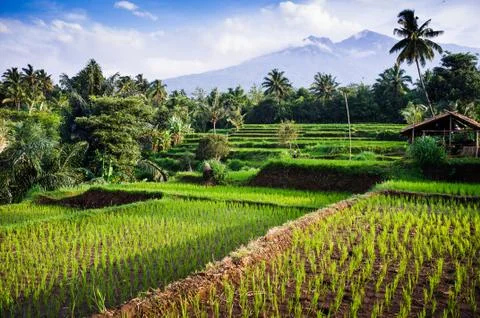 Rice fields, background mt. rinjani,  senaru, lombok, indonesia, southeast as Stock Photos