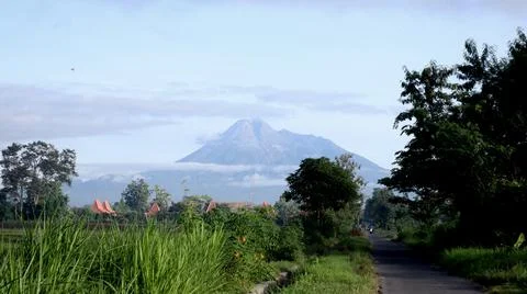 Rice fields in the background of the volcano Stock Photos