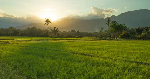 Rice fields in the Bada Valley, island of Sulawesi, Indonesia. Stock Footage 152724624