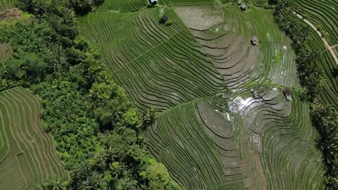 Rice Fields Bali Aerial Drone 4K Footage 库存影片 251311501