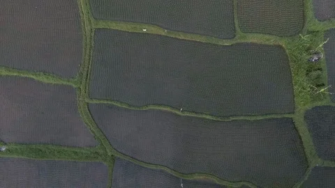 Rice Fields Bali Aerial 库存影片 108741405