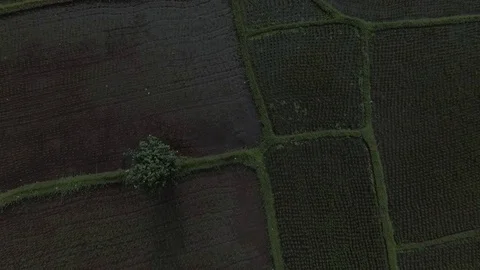 Rice Fields Bali Aerial Stock Footage 108741457
