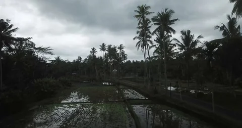 Rice Fields in Bali Drone Shot Stock Footage 106238350