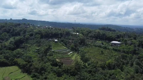 Rice fields in Bali Drone View Stock Footage 296860165