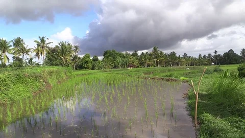 Rice fields on Bali Stock Footage 81531887