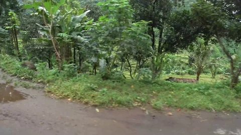 Rice fields bali Stock Footage 92693669