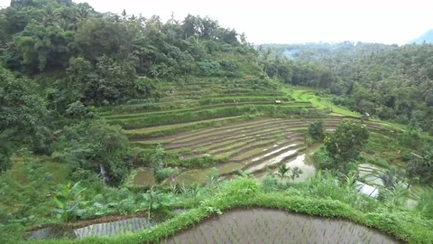 Rice fields bali Stock Footage 92693675