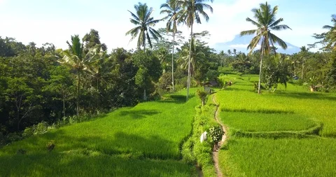 Rice fields Bali Stock Footage 96101469