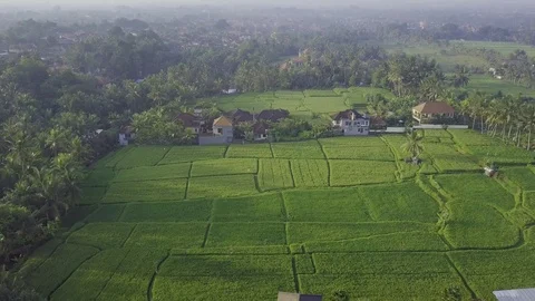 Rice Fields in Bali 스톡 동영상 101545265