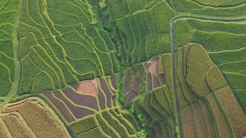 Rice fields like in bali 動画素材 196812285
