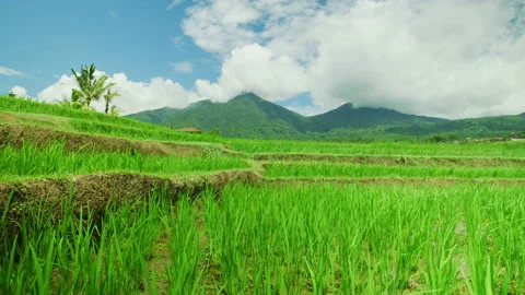Rice fields in Bali Video stock 218341023