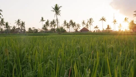 Rice fields in Bali Vídeo Stock 244675518