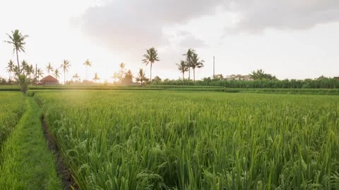 Rice fields in Bali Vídeo Stock 244675523