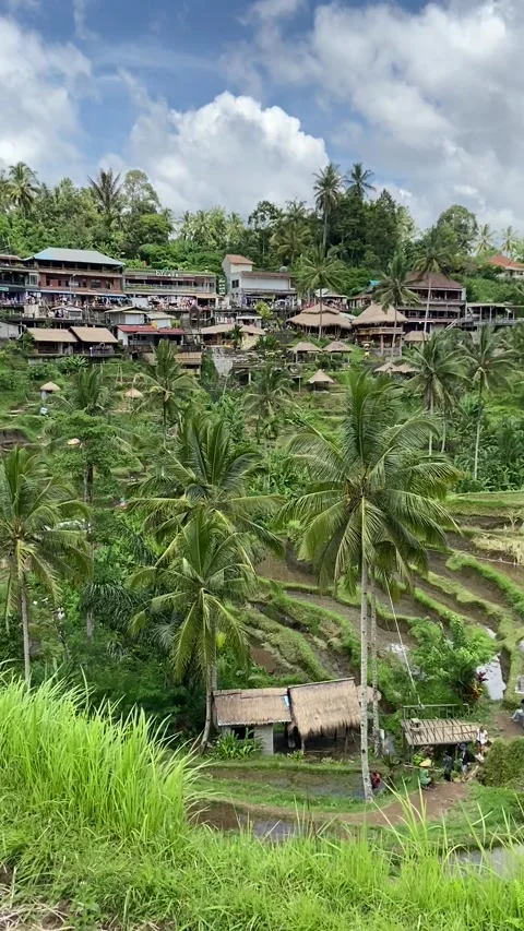 Rice fields in Bali Vídeo Stock 342998036