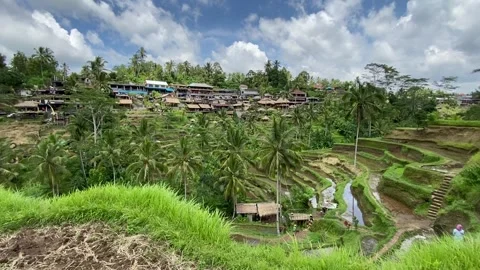 Rice fields in Bali 動画素材 342998037