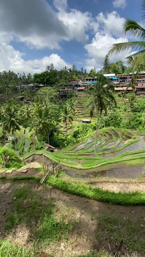 Rice fields in Bali 스톡 동영상 342998082
