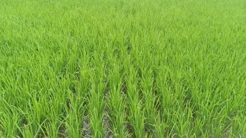 Rice fields in  Bali - Indonesia Stock Footage 154424444