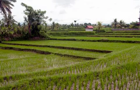 Rice fields bali Stock Photos