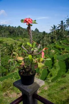 The rice fields of Bali Stock Photos