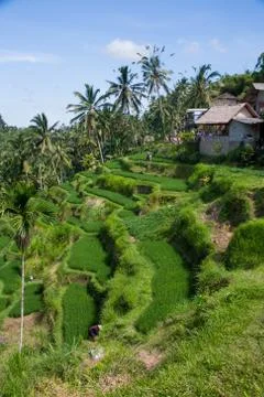 The rice fields of Bali Stock Photos