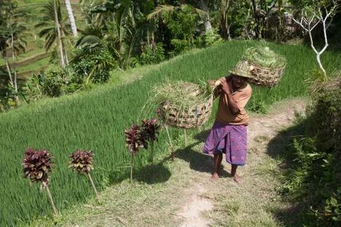 The rice fields of Bali Stock Photos