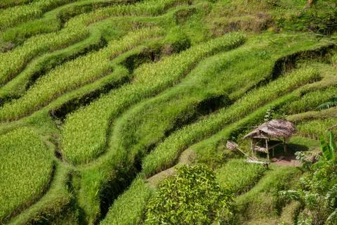 The rice fields of Bali Stock Photos