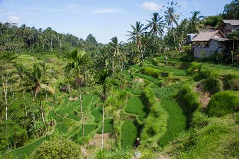 The rice fields of Bali Stock Photos