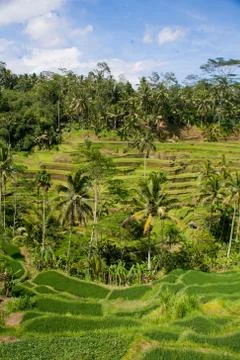 The rice fields of Bali Stock Photos