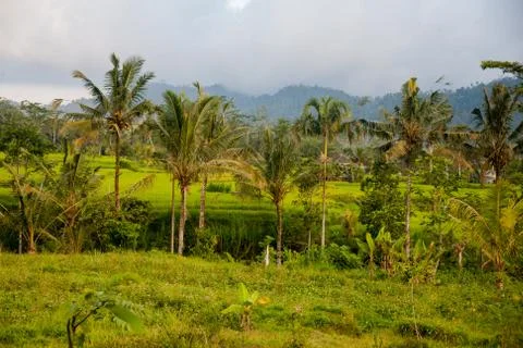 The rice fields of Bali Stock Photos
