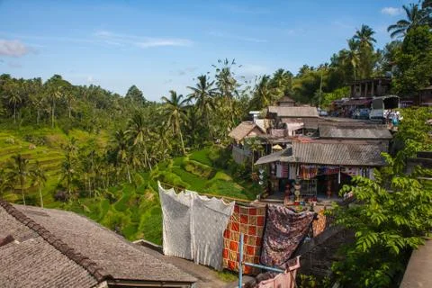 The rice fields of Bali Stock Photos