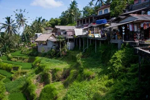 The rice fields of Bali Stock Photos