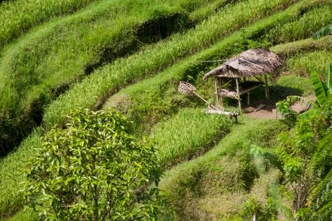 The rice fields of Bali Stock Photos