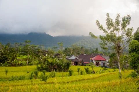 The rice fields of Bali Stock Photos