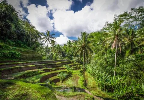 Rice fields Bali 写真素材
