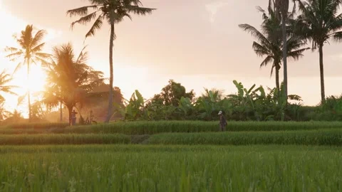 Rice fields in Bali with sunset 库存影片 244675512