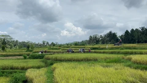 Rice fields in Bali video in the background. 動画素材 222856139