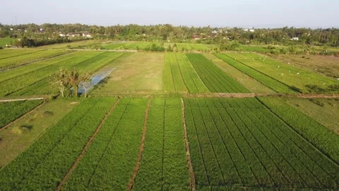 Rice fields with banana trees and agricultural plots Stock-Footage 341546152