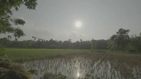 Rice fields in Bangladesh Video stock 244397867