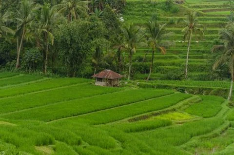 Rice fields barracks reed Stock Photos