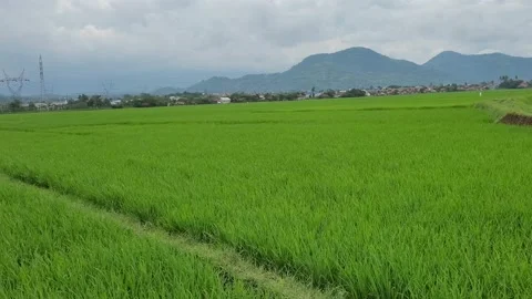Rice fields in the beautiful afternoon sun Stock Footage 228896473