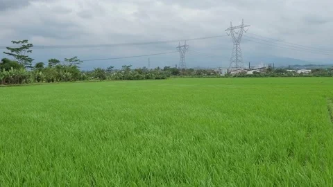 Rice fields in the beautiful afternoon sun Stock Footage 228896493