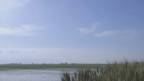 Rice fields on a beautiful day Stock Footage 72383309