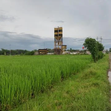 Rice fields with beautiful views and in an industrial area Stock Photos