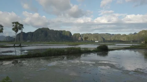 Rice fields being plowed Stock Footage 239712671