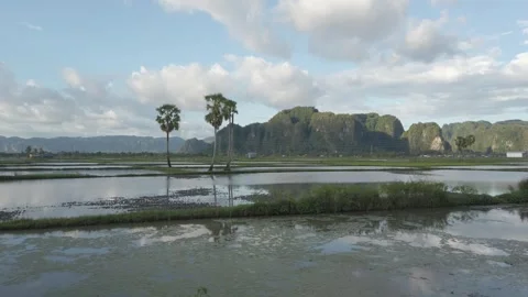 Rice fields before being plowed Stock Footage 239713134