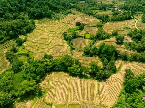 Rice Fields Between Forest and Mountains Stock Photos