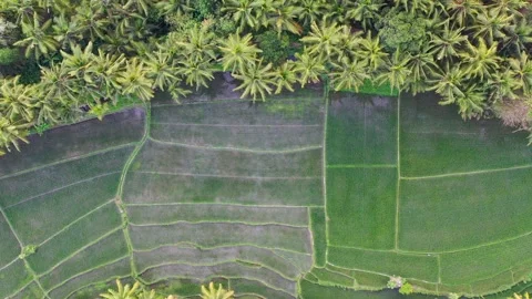 Rice fields between rainforest from drone. Top view. Bali, Indonesia. Stock Footage 137779196