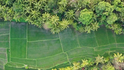 Rice fields between rainforest from drone. Top view. Bali, Indonesia. Stock Footage 142967907