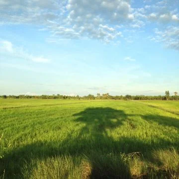 Rice fields with blue sky Stock Photos