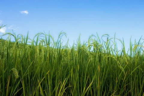 Rice fields with blue sky. Stock Photos